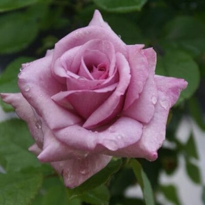 Peter Frankenfeld - Ludwig's Roses