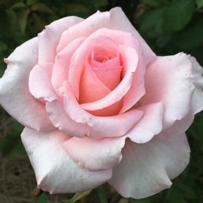 Rosanna Jacobs - Ludwig's Roses