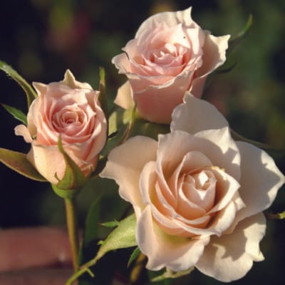 Kayla - Ludwig's Roses