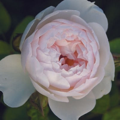 Huntington Rose - Ludwig's Roses