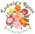Ludwig's Roses