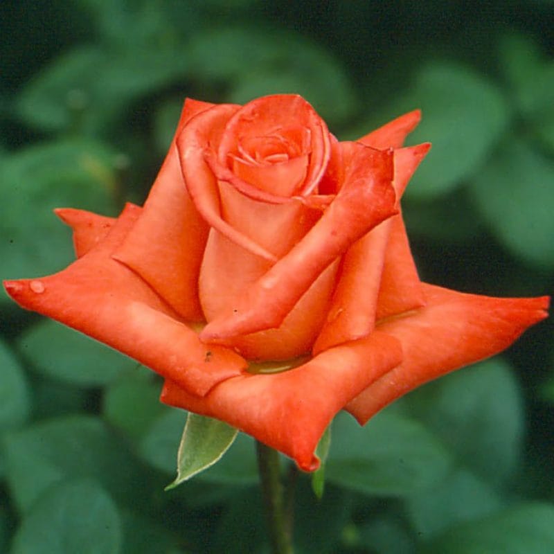 Vera Johns Ludwig S Roses