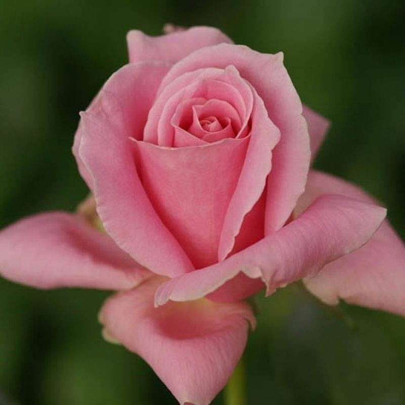Queen Elizabeth - Ludwig's Roses