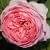 Boscobel Ludwig's Roses