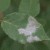 GCMGA_1712 Powdery mildew on rose leaves