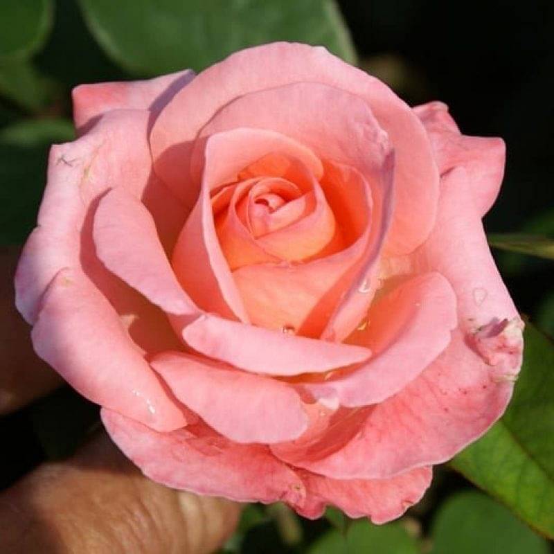 Heart Throb - South Pacific Roses