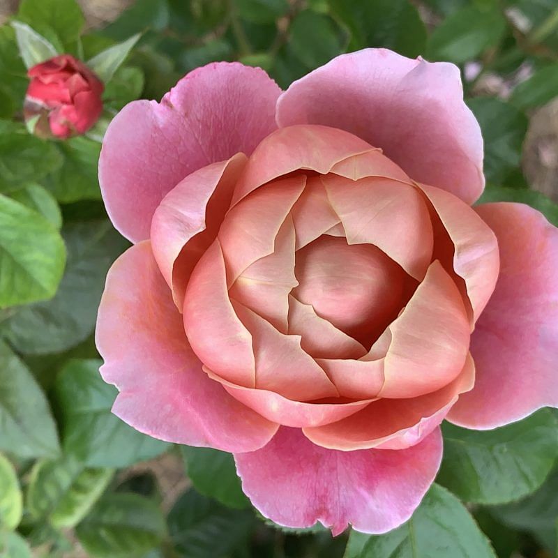 garden roses light pink