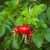 Rose-hips