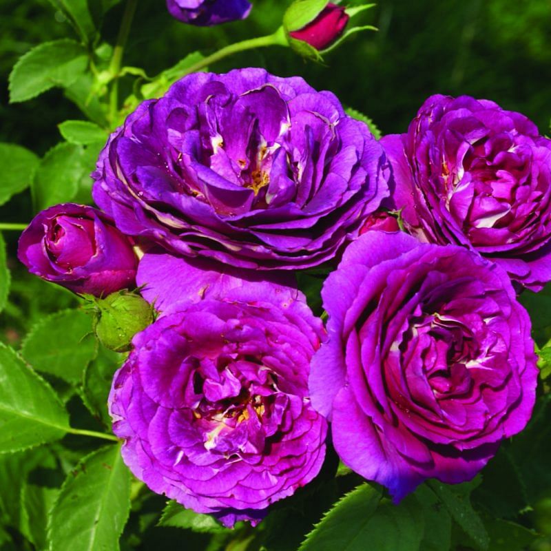 Blue deals purple rose